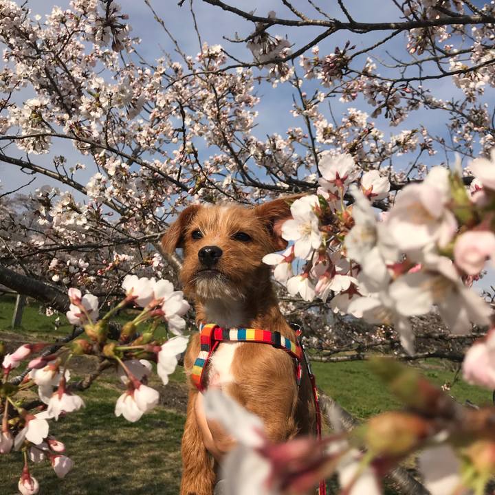 9212bdd4 0ab5 485d a2b4 af63103ee11e 1523182004451