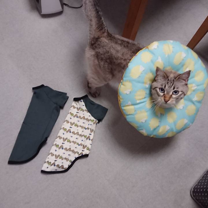 9215285f f74f 4c1f 9f16 13757795c671 1563190890354