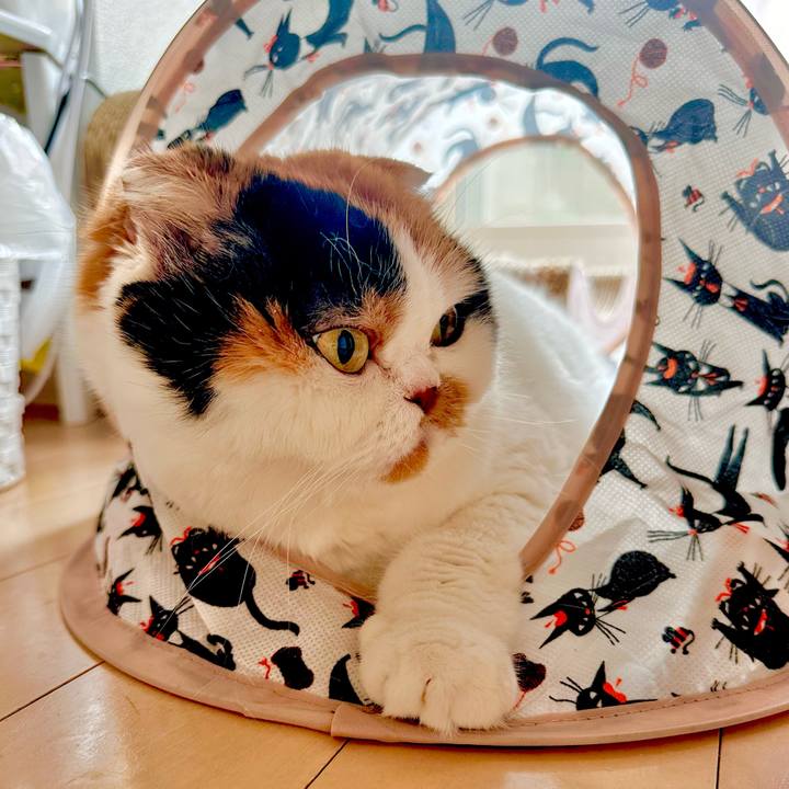 9216fccc 24ab 4179 9ab0 535dfb087ad5 1691211943915