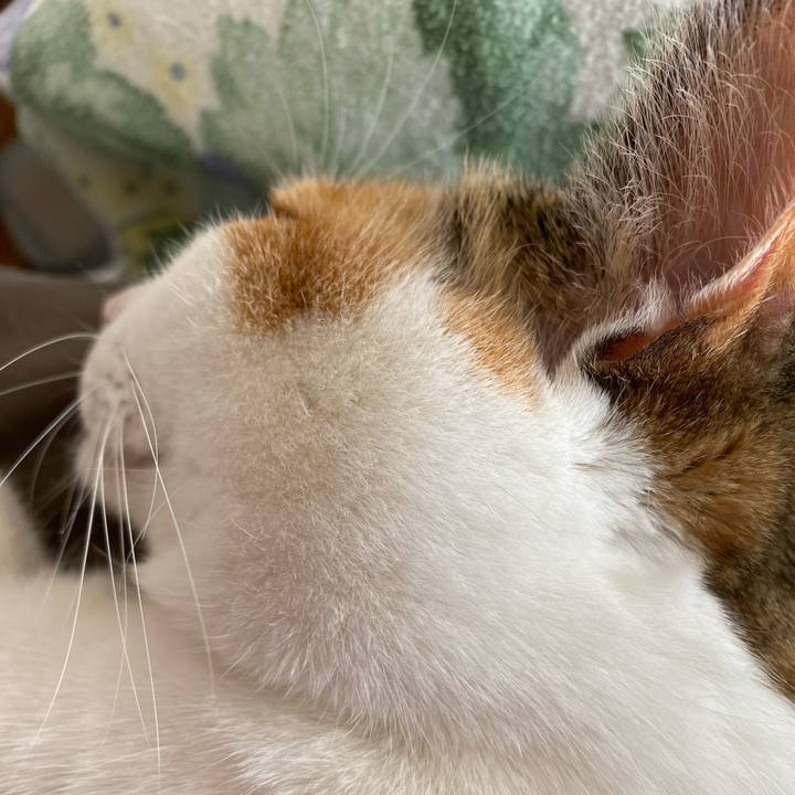 921720f2 5733 4818 a3c1 f8878661bd35 1768617842722