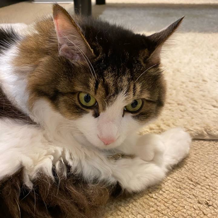 92185354 832e 462a b06c 2465cb339291 1666047234818