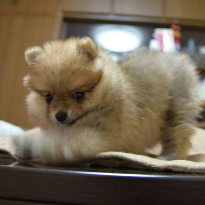 9219d9ab 1762 4ff7 8a2b f27e74968213 1511234677527