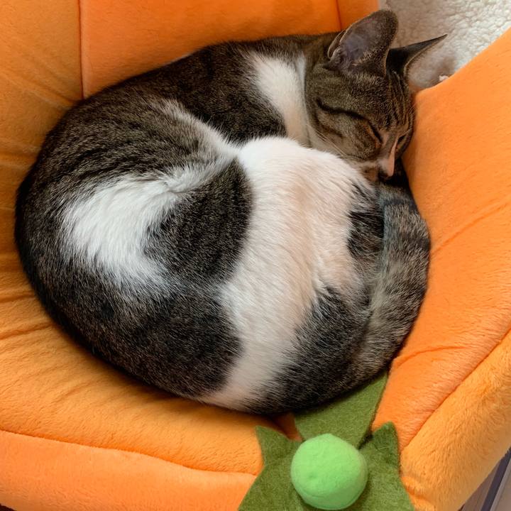 921a9645 c426 4dc1 a091 1672b54a9033 1542070363702