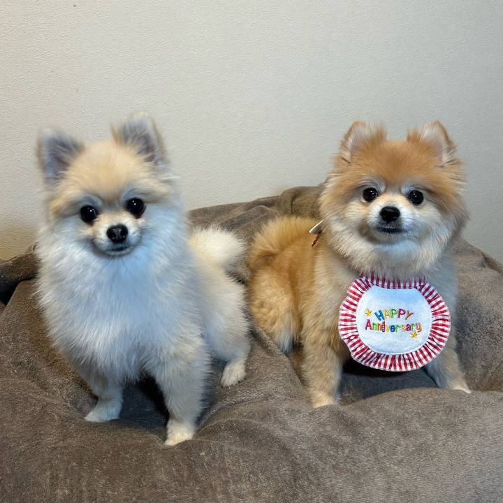 921cdf4b 883c 493a 9718 f85035b4404d 1734851288206