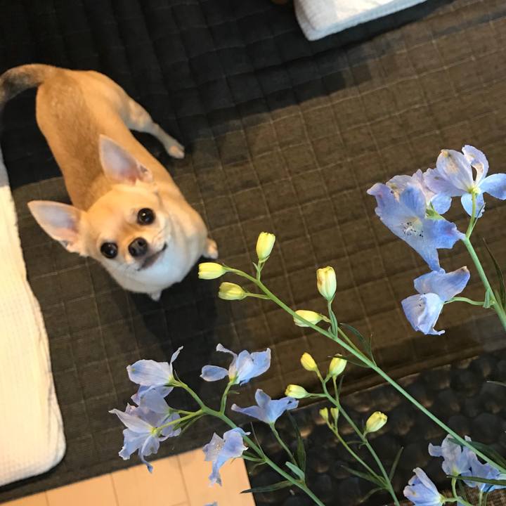 921d68f5 f771 4637 8df3 8eab72a73825 1558049379706