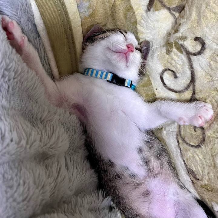 9220896f 58a9 445c a207 e717a7d04969 1762765264331