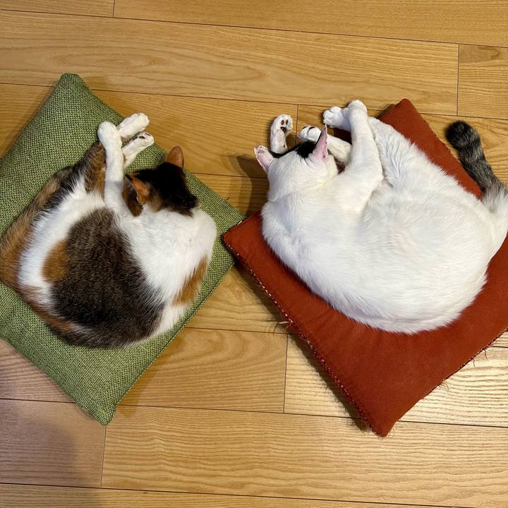 9222d6c7 1301 431d 8923 e6499e67e849 1739452785842