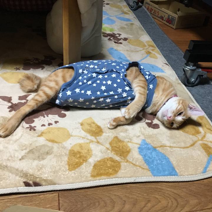 9223a9bc dc56 4422 8878 252d4fb9e219 1512402973320