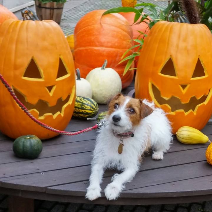 922463ed 3902 4efe 82b0 6688620752ea 1540801727732