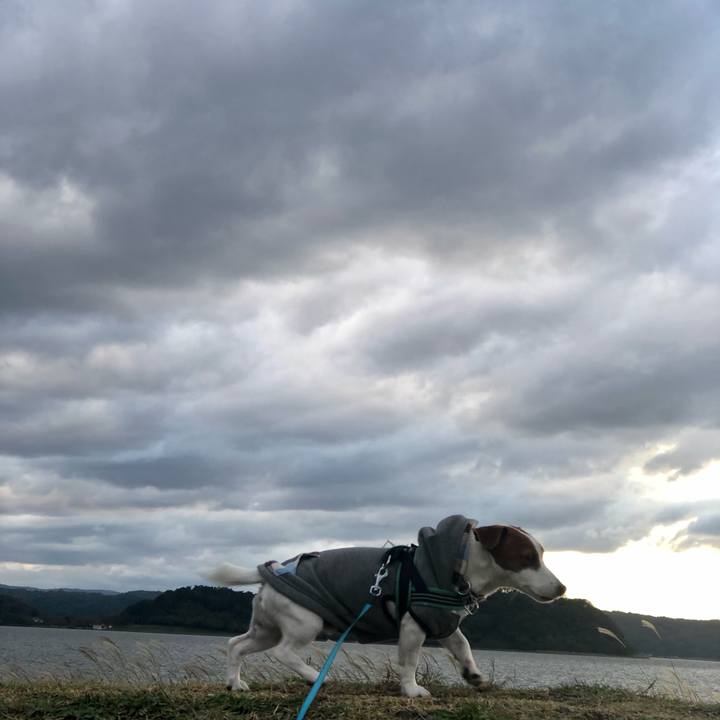 9225cd61 1e59 4c1c 93a1 ee0d4bcd4f44 1605083444538