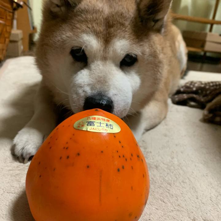 9226a5b5 026c 4112 91de 4753821dcc83 1605857011932