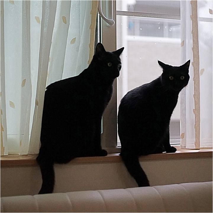 9227d50c e6cc 4846 b05f ba1c7db96301 1529537799061