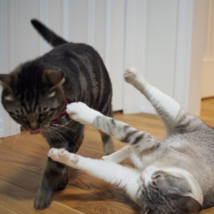 9228b742 8652 423d 8a26 9f4afc1a6f4b 1590489729988