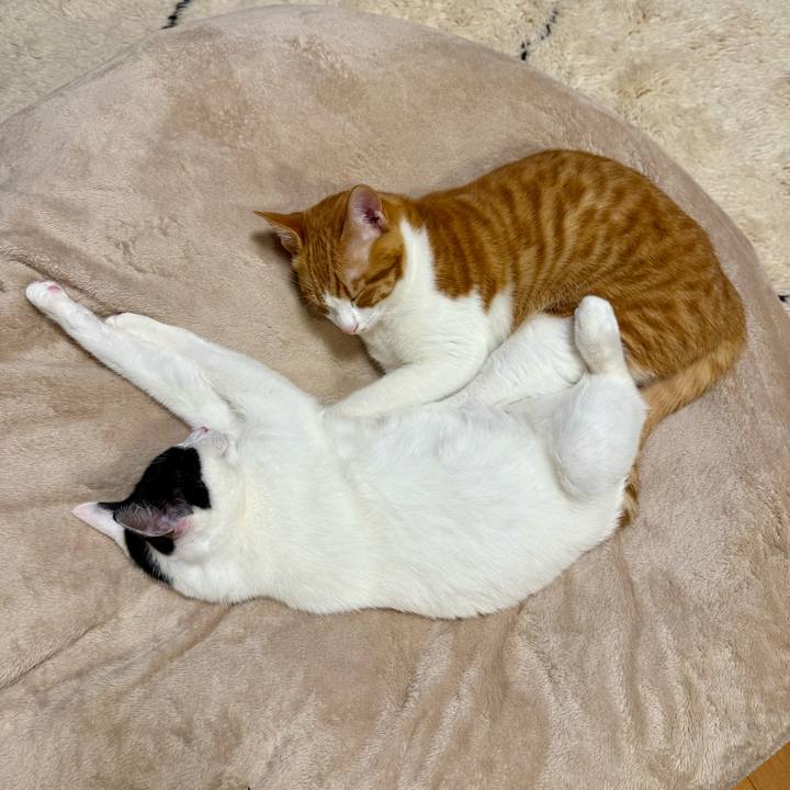 922c4343 0c28 4e83 8572 bac1e0626af6 1765408798254