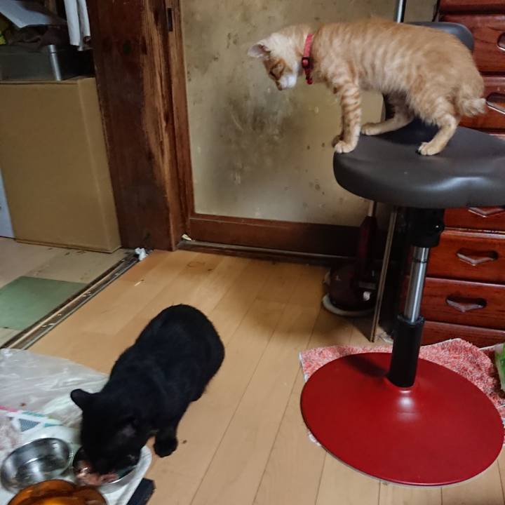 922d00c4 c856 440f b500 45dd5ea71b64 1629461608615