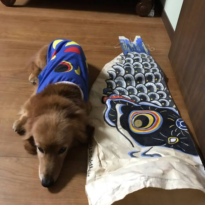 923001c2 958e 429a 97d9 2a6c23dda1d3 1588746185830