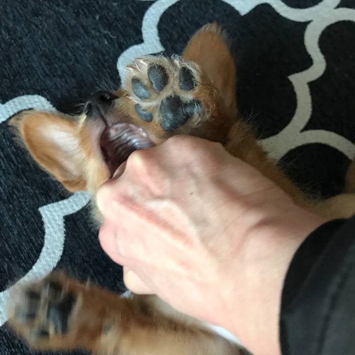 923195e3 eff6 48f6 942d 37f40f479c37 1517284257288