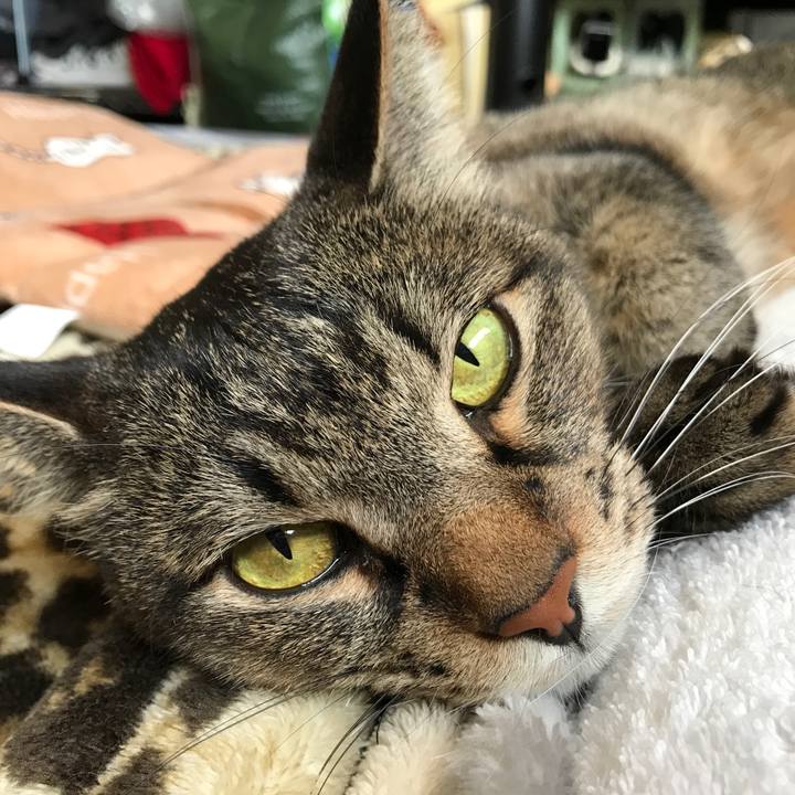 9233c8f8 e0da 4b3f 99fc 18a430fc4c85 1526132023947