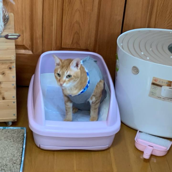 923454f8 f6ed 4600 a381 87864a4691e0 1573344139191