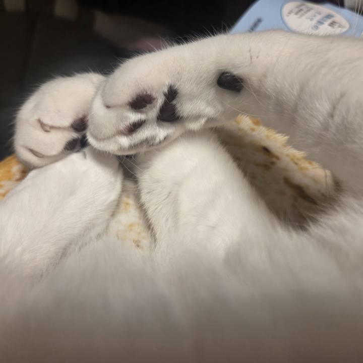 923603f2 5530 4215 8fdc 2b4e573c05cf 1754088252412