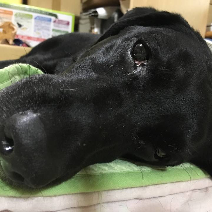 92383a89 5128 4ad0 b658 439dc8ef61ac 1529500271239