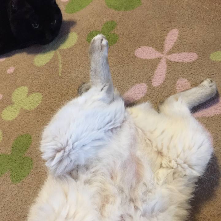 923ea1a0 30d9 496f b284 5ca61223e755 1553082170668