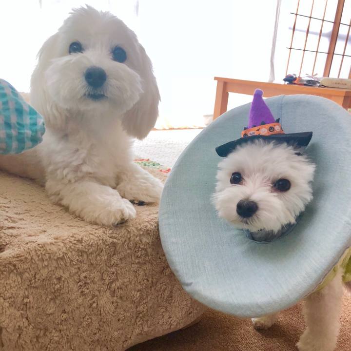 923fd8eb 4946 4418 b778 dc4a8f6a8b45 1540946273170