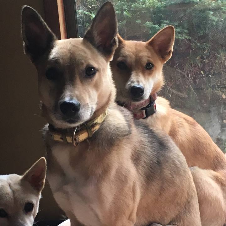 923ff4ab 53a0 46fa 95ea 5242532dbb69 1511242425628