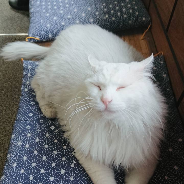 9241474c 1538 4f91 b501 f864f2246f9e 1522707846138