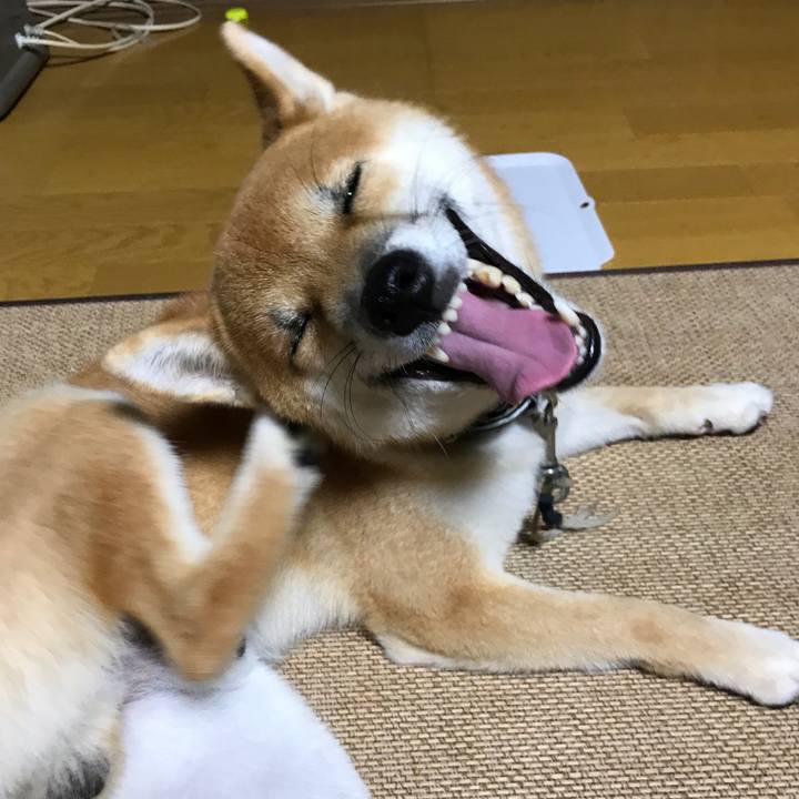 9242288c 0de3 42b6 90d9 a60df27ececc 1535539503744