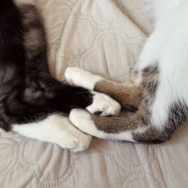 9243e1c3 24ac 4004 865c e5632ebd0a5c 1757898266733