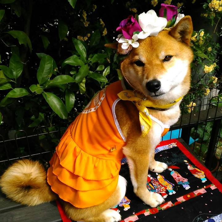 9245dd2a 33ff 41a6 84ec f6752a46a128 1524805464053