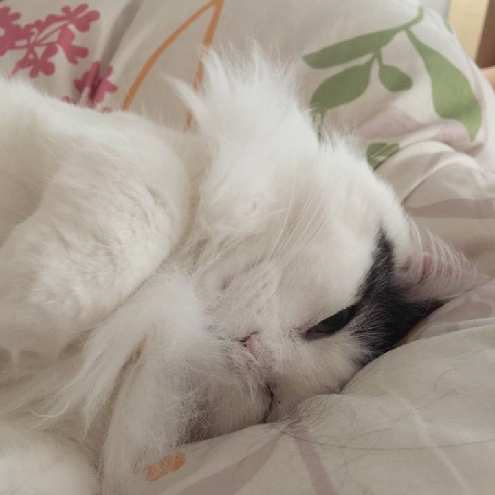 924638da d381 47ed b3a6 43af30220fe3 1518237345442