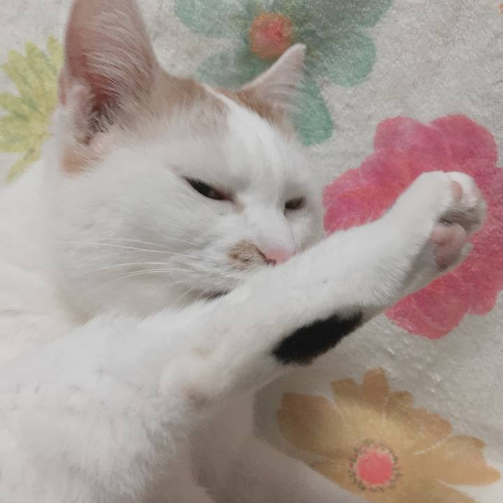 924983b4 4554 40af a238 80f9e280411a 1591854562245