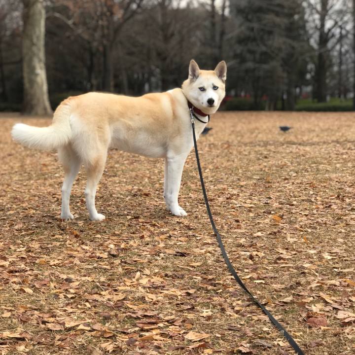 9249be29 0114 4aef 97ce d70dd56dd4fe 1513903268528