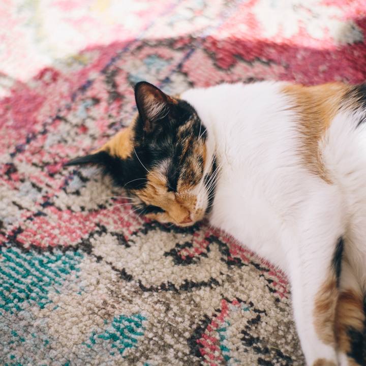 924cd918 c58b 47e1 8cd7 1c47e79bff01 1551596617204