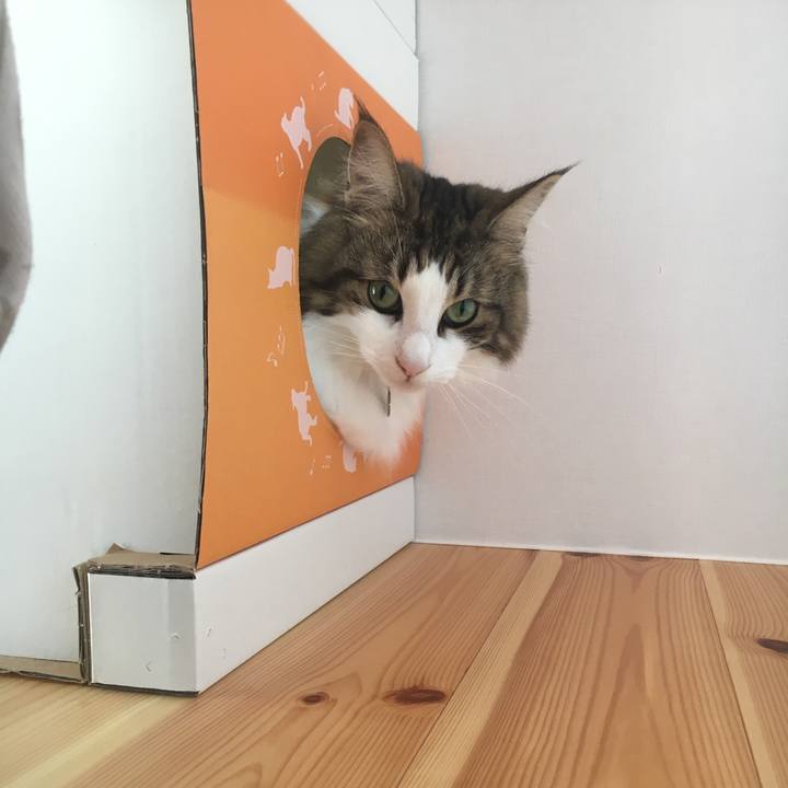 924e5cdf 687e 4cd4 a681 4f52ce4366c7 1539516294146