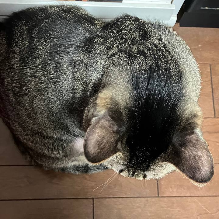 925351f7 4afa 410f 8971 8ff033b73f57 1769660879442