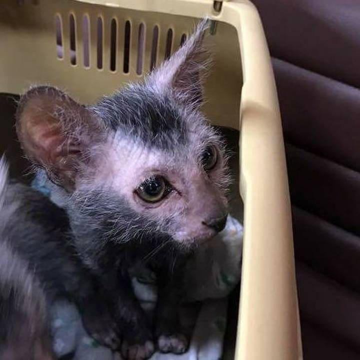 92550af6 3fba 4213 8ddc 731b5cf8c516 1509357719555