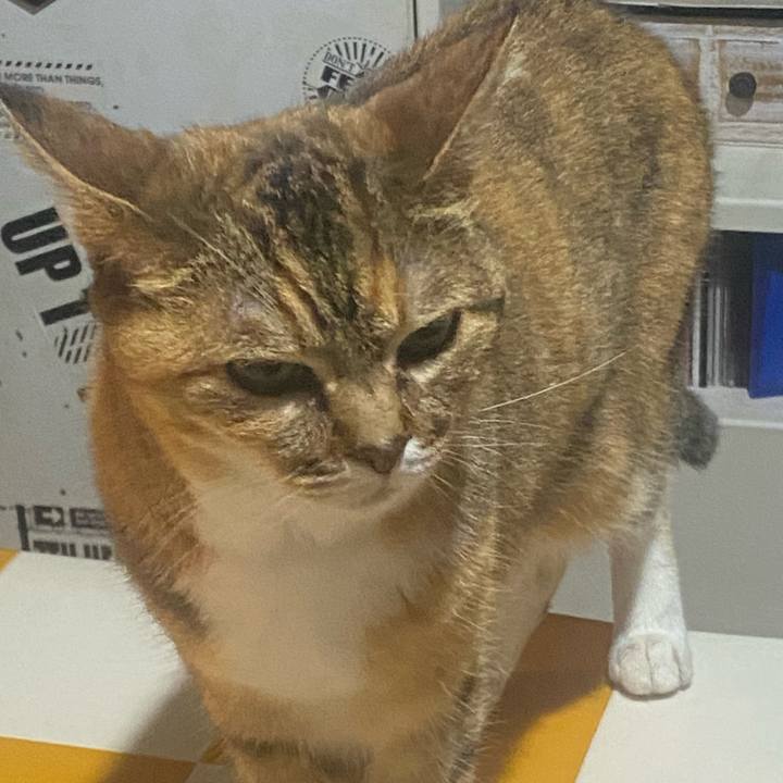 9256c183 d4c6 488a 87b6 2ad9e0f39638 1750259503989