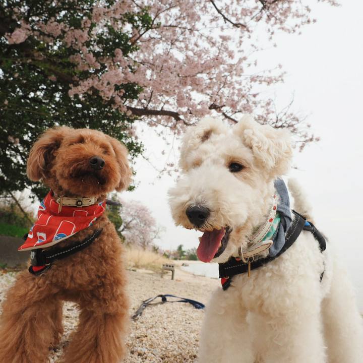 92579457 101f 4e97 b8f5 0e8805bf7654 1522981359149