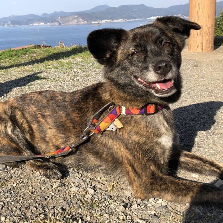 9257d14c 8a41 43ce b47a cb2a32502d1b 1513515256462