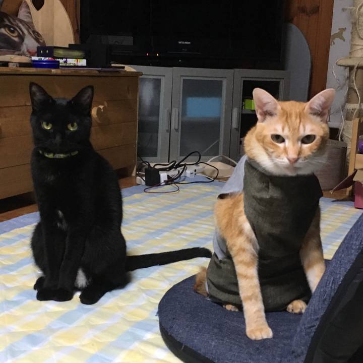 925c415f bbc4 4ab3 8aeb 3ec954caae13 1538054556682