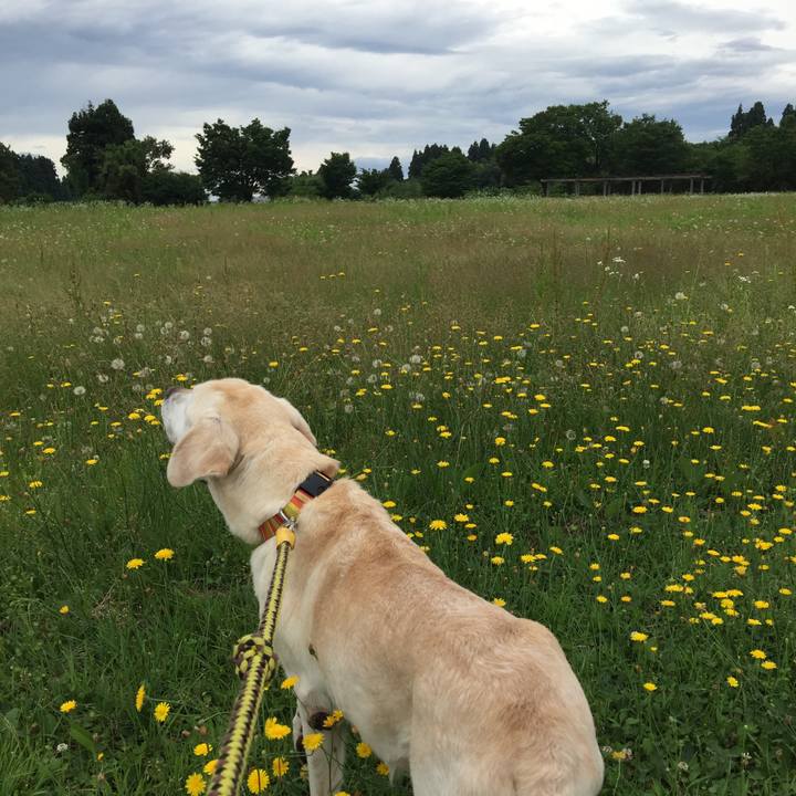 925c802b 47cd 48f7 a66d bea1ccaca440 1531022739192