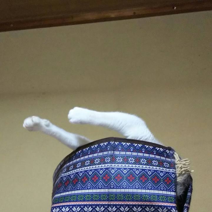 925d8f58 b9a1 4522 8450 85e747f255b0 1543688215768