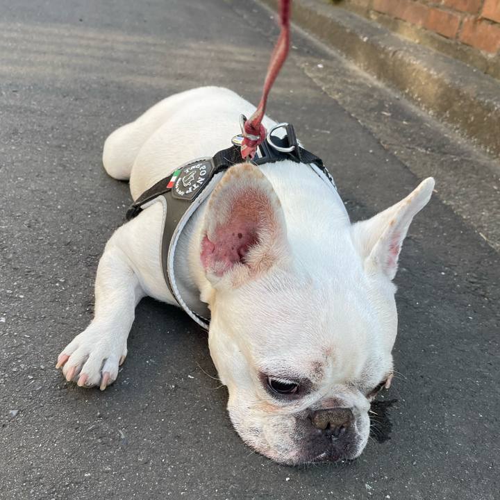 925d9ed9 b1ce 4d4b a4c1 06fb49d78c2c 1742685367905