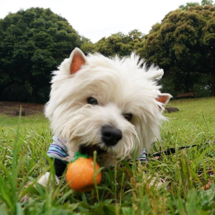 925daf7d 5d7e 487f 98ac 1cb34011ff32 1528374867338