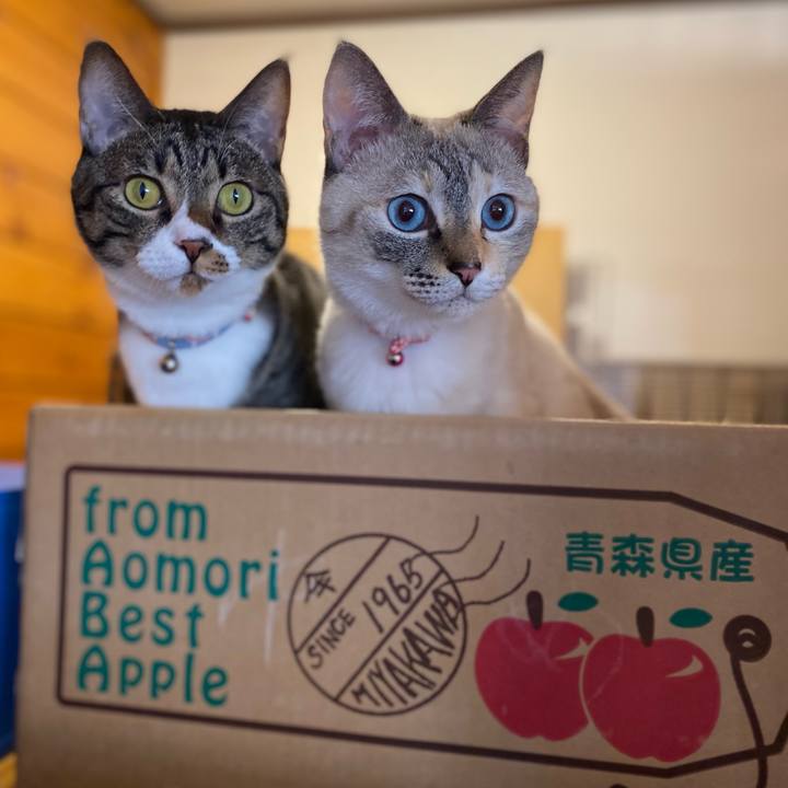 9260e85d d33e 4e4b aeea ae571066f6de 1733639236601