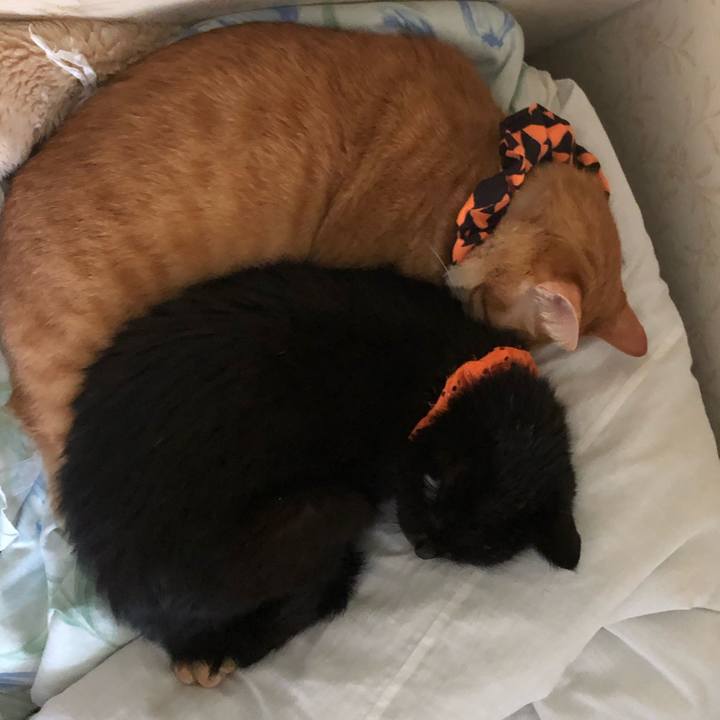 9263fa5c 3578 457b af68 b30bee40142c 1571728424319