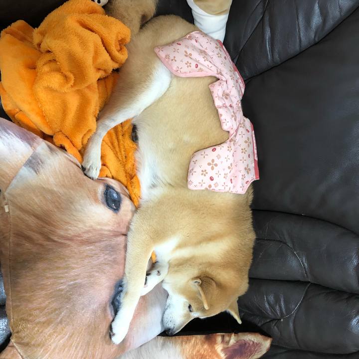 9264d38c f0f7 4cfe 9538 d400538fdd7a 1550116641580